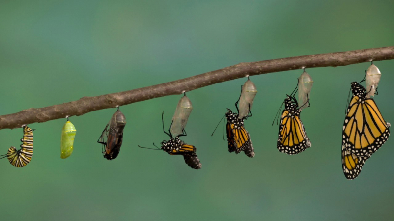 Monarch butterfly metamorphosis — caterpillar to chrysalis to butterfly